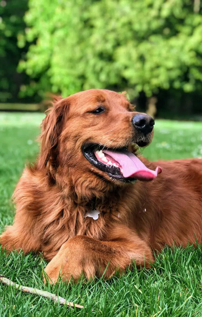 Happy dog at the park dog area